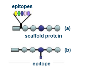 epitope scaffold protein