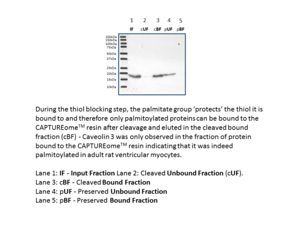 spalmitoylated protein kit2