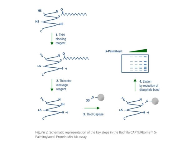 spalmitoylated protein mini