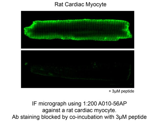 rat cardiac myocyte