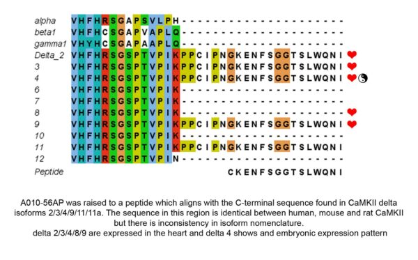 camkii delta isoforms