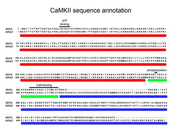 cammkii sequence annotation