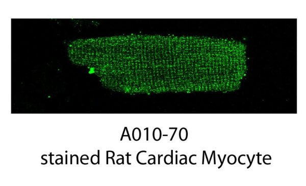 stained rat cardiac