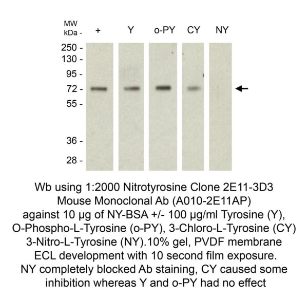 nitrotyrosine mab clone