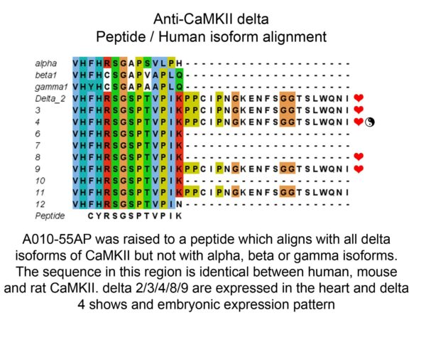 peptide human isoform